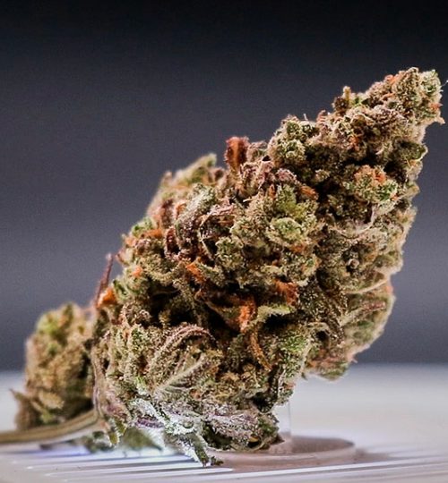 Natures Gift big buddah cheese[384]